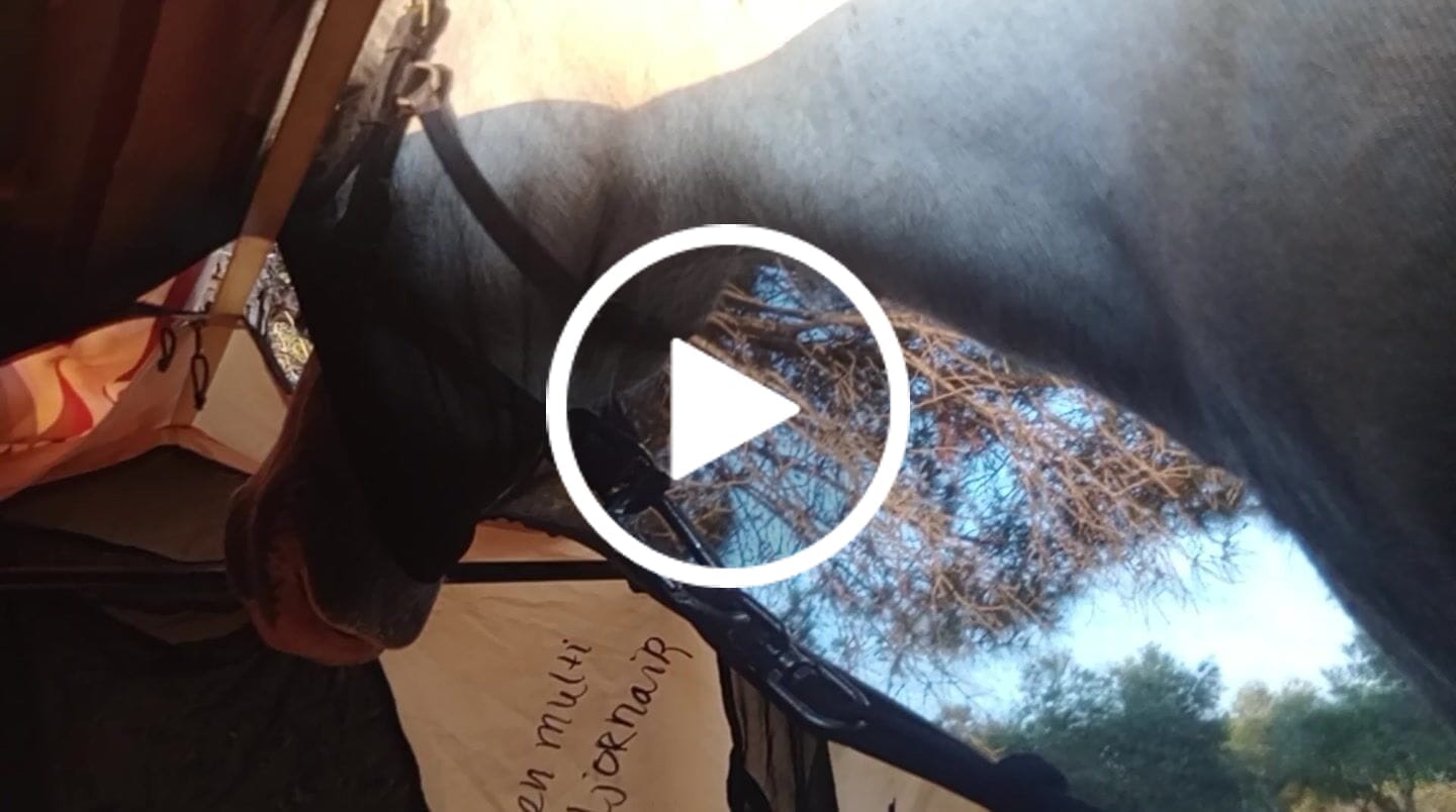 Customer video review of Haven Safari