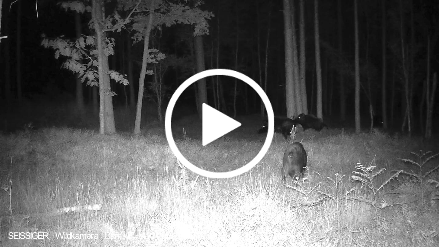 Customer video review of Teer-Plus Wildlockmittel - Schwarzwild