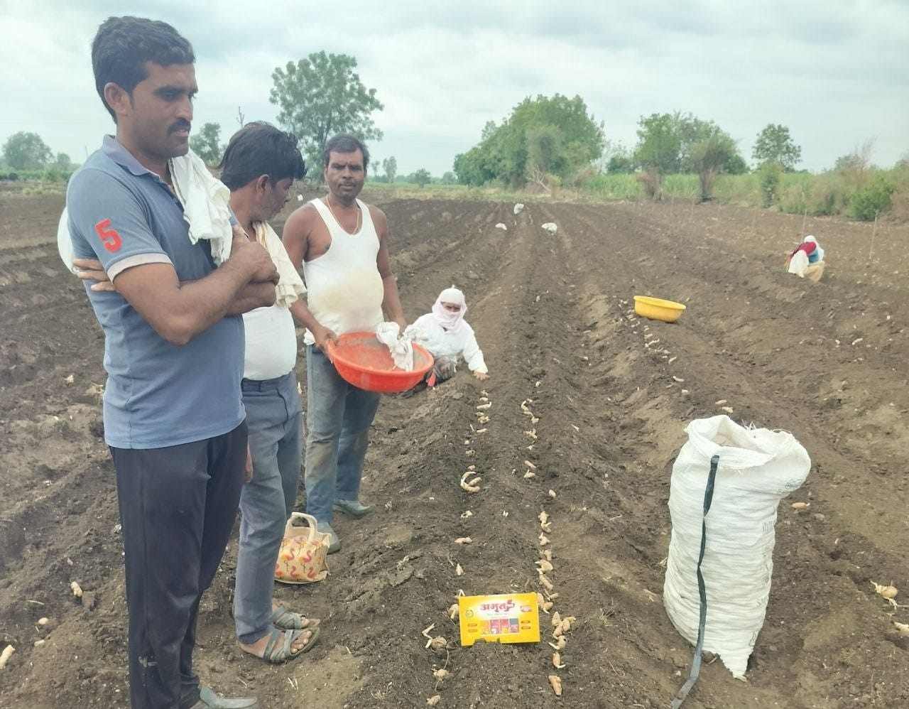 Customer photo review of Amrut Plus Seed Treatment Kit