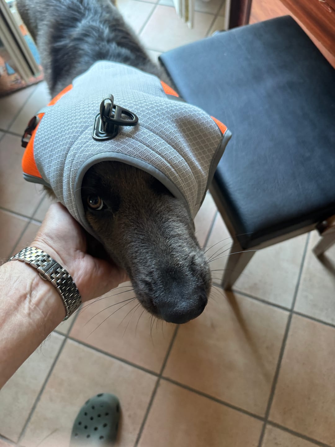 Customer photo review of TruePet Kühlweste Pro™ | Kühlweste & Geschirr in einem | Verdunstungskühlung · Reflektierend · Verstellbar | S–XXXL