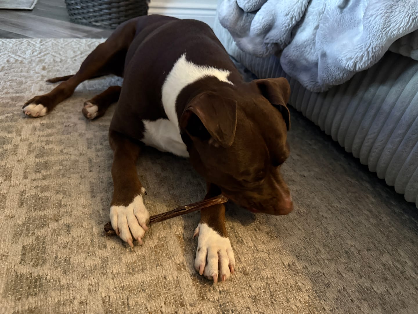 Customer photo review of 12 Inch Beef Jerky Stick