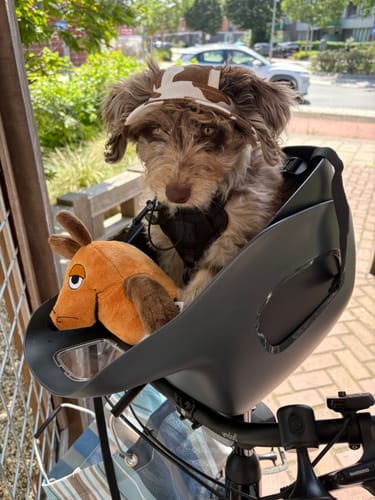 Customer's dog wearing a hat and the Bike-and-Walk Safety Harness while sitting in a bicycle pet carrier.