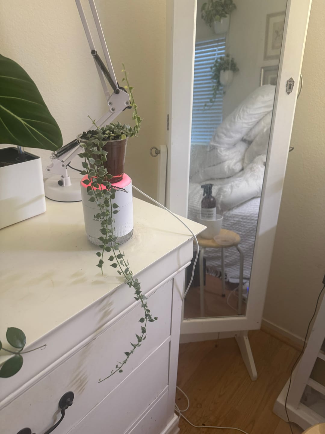 Customer photo review of Dischidia ruscifolia 'Variegata' "Million Hearts"