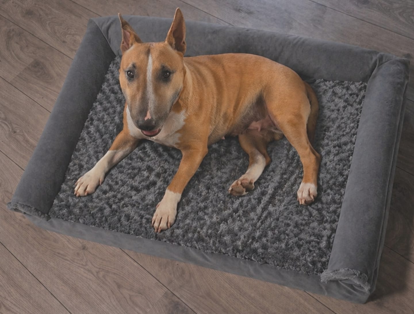 Customer photo review of OrthoWave Komfortbett🐾