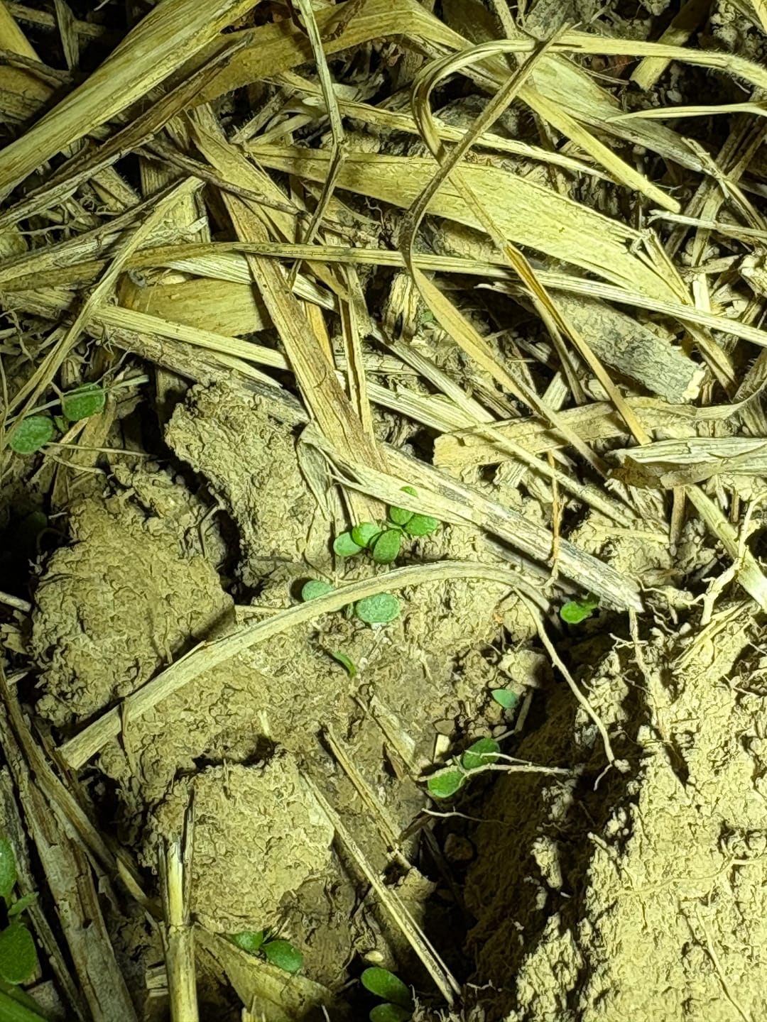 Customer photo review of Whitetail Hill Clover