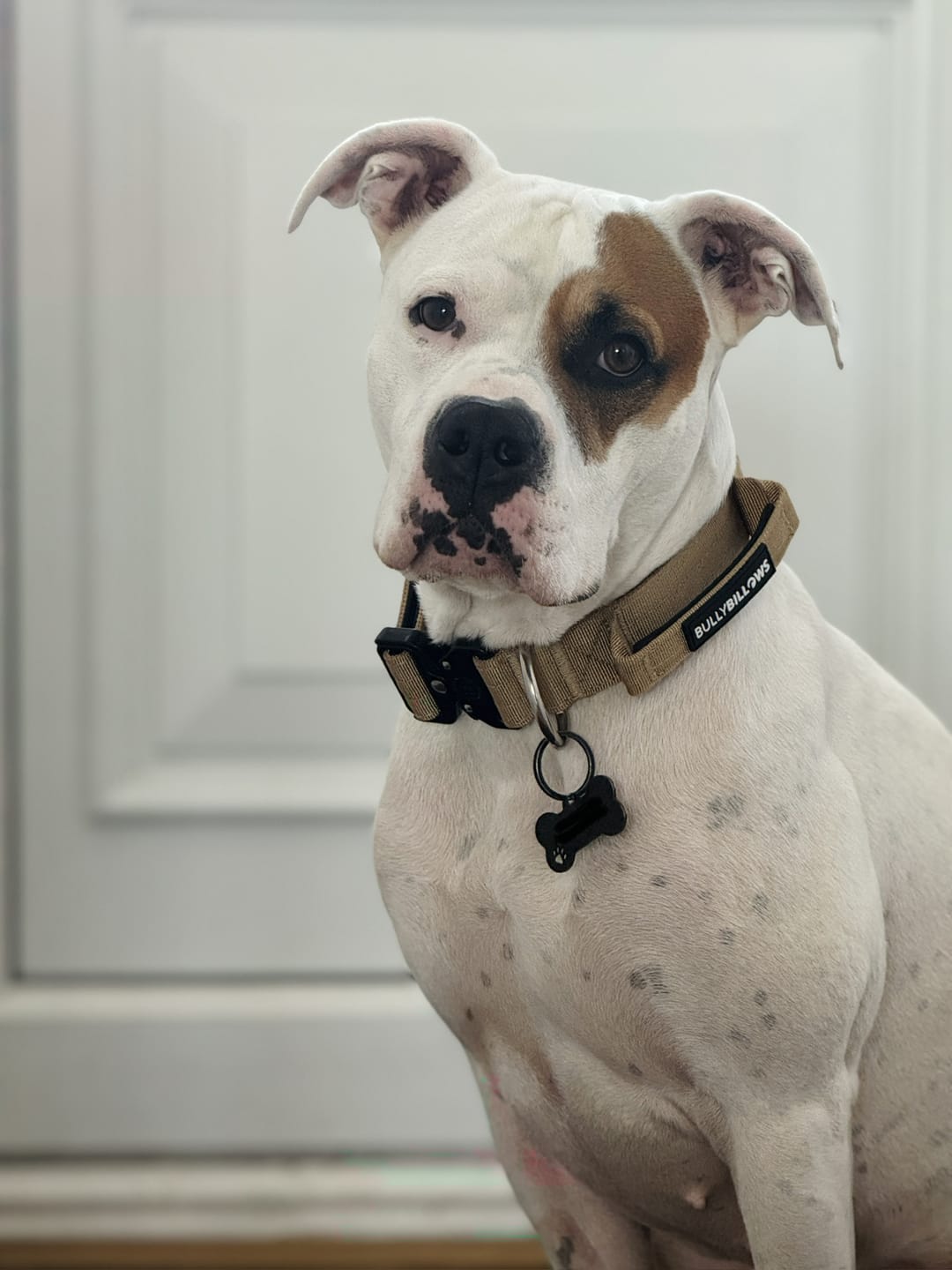 Customer photo review of 4cm Combat® Collar | With Handle & Secured Clip - Tan
