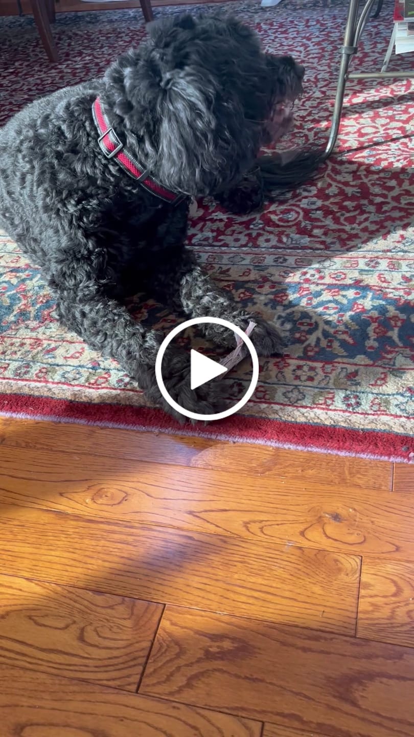 Customer video review of 5-6 Inch Champion Chew