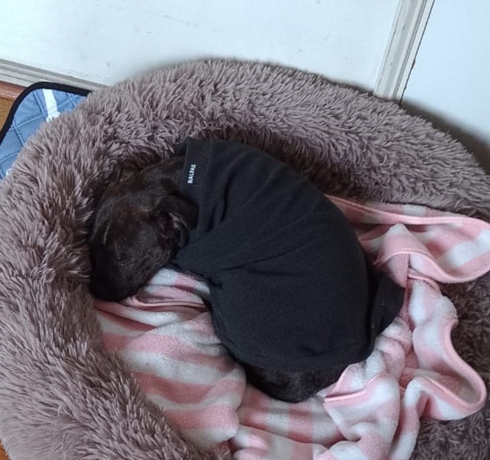 Customer photo review of Polera Térmica Power Stretch™