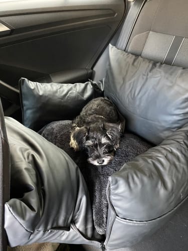 Reviewer's small puppy resting comfortably in the black Dog Dock V2 inside a car.