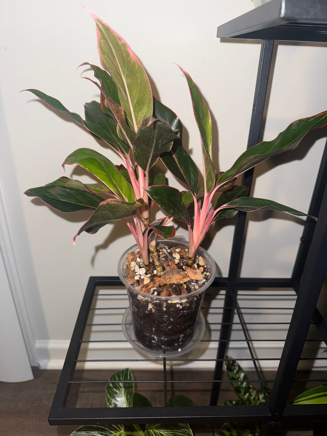 Customer photo review of Aglaonema 'Jasper Jones'
