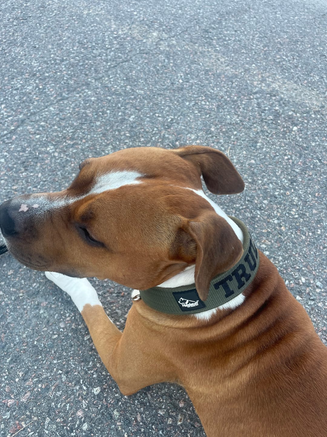 Customer photo review of Helstryp halsband med namn