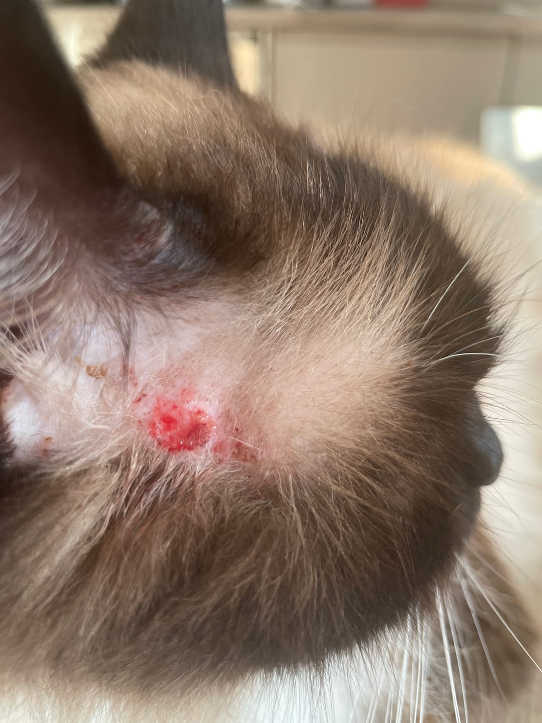 Customer photo review of Cat Gel
