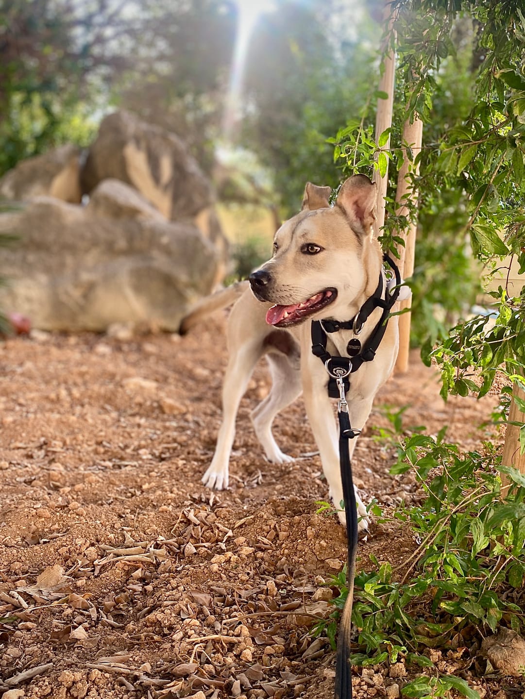 Customer photo review of Training Double Ended Dog Lead | 2m Length -  Black