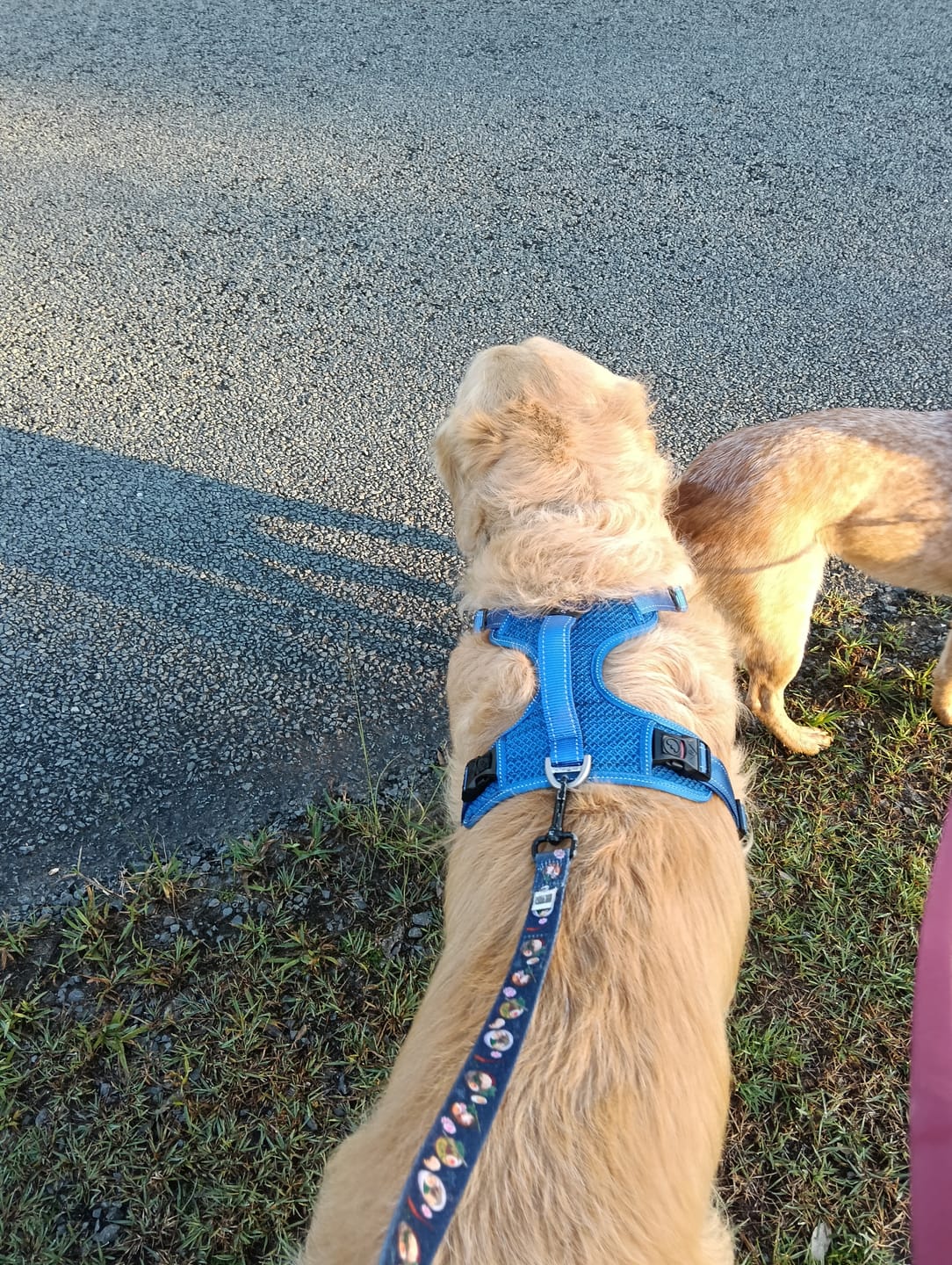Customer photo review of Rogz Utility Explore Harness