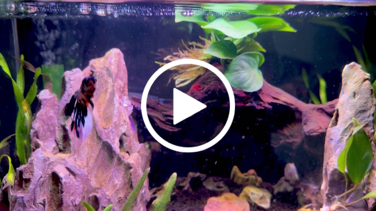 Customer video review of Koi Multicolor Candy Halfmoon Male Betta Fish High Grade | Mystery Betta