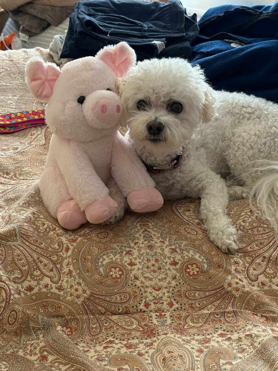 Customer photo review of Lolahemp Hip & Joint Chews
