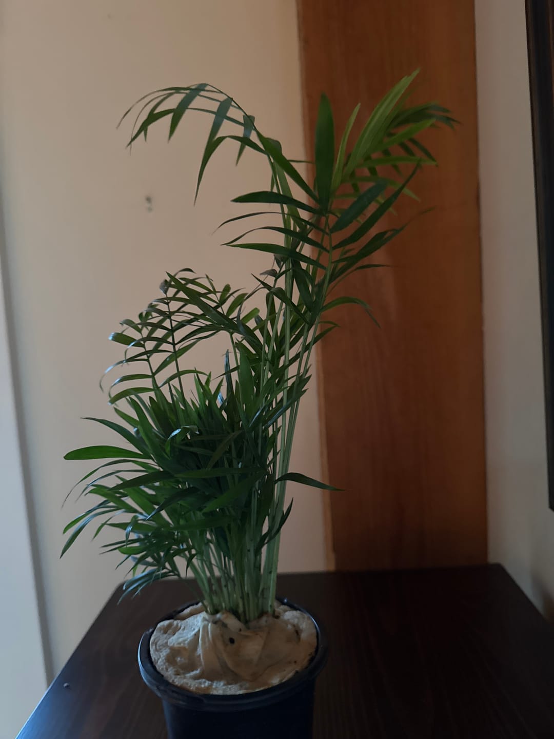 Customer photo review of Parlour Palm Indoor Plant - Easy Care Low Light House plant - Air Purifier Plant in Pot - Parlour Palm- EXACT plant as pictures