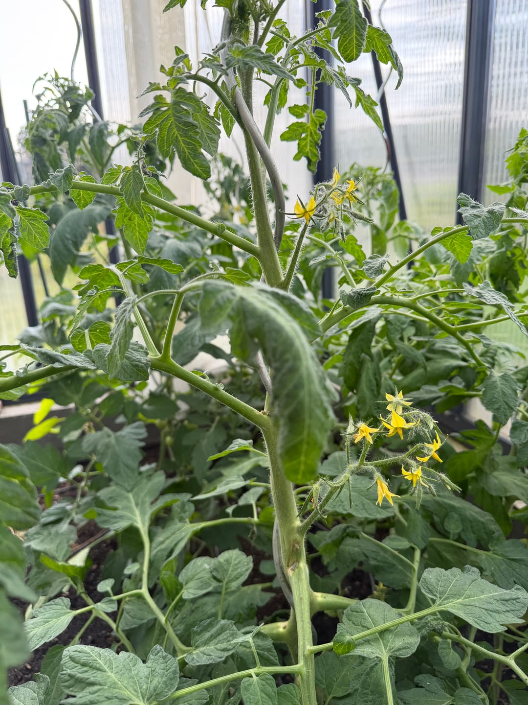 Customer photo review of Cocktailtomate ‘Primabella’, Bio-Jungpflanze