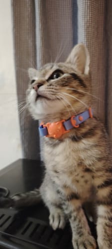Customer photo review of Collar PVC Lavable Abrefácil (Gato)