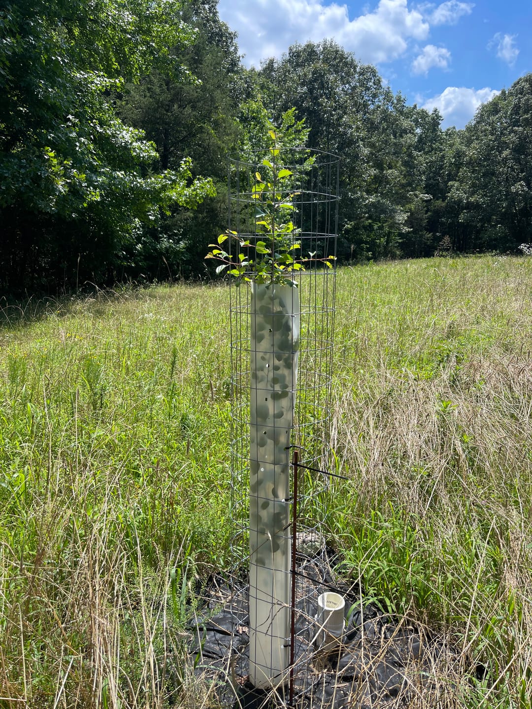 Customer photo review of Whitetail Hill Deer Pear™