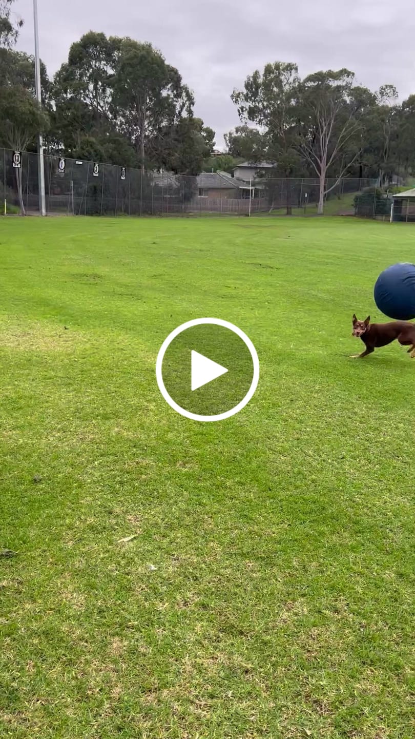 Customer video review of Herding Ball