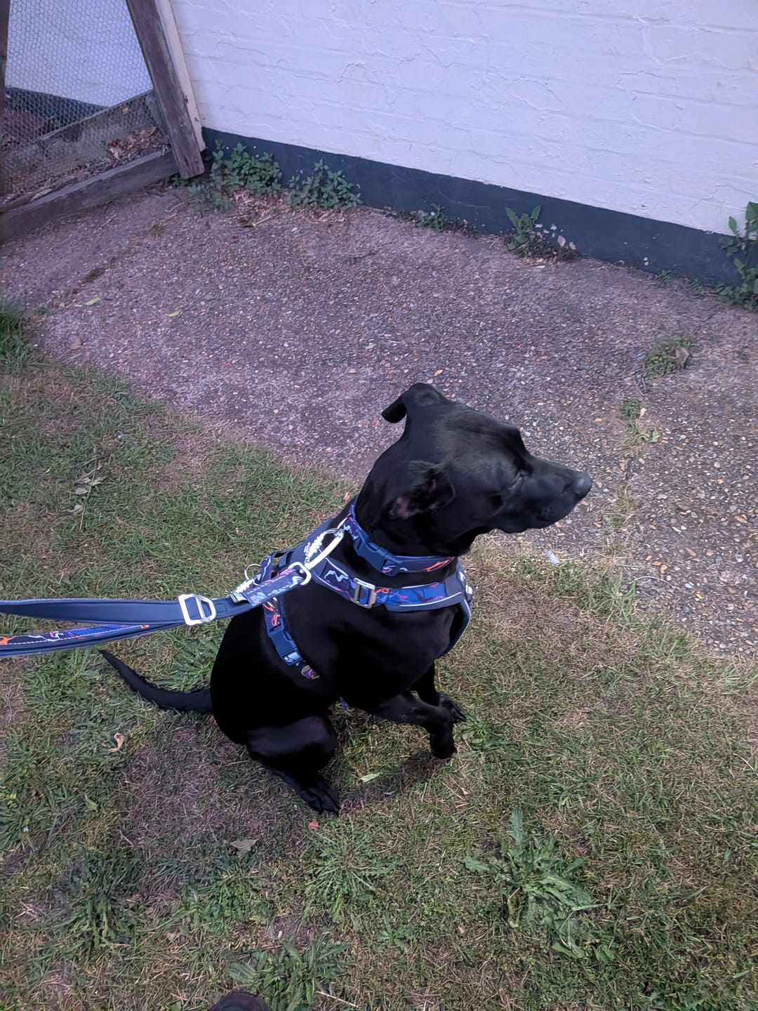 Customer photo review of Apex® Collar