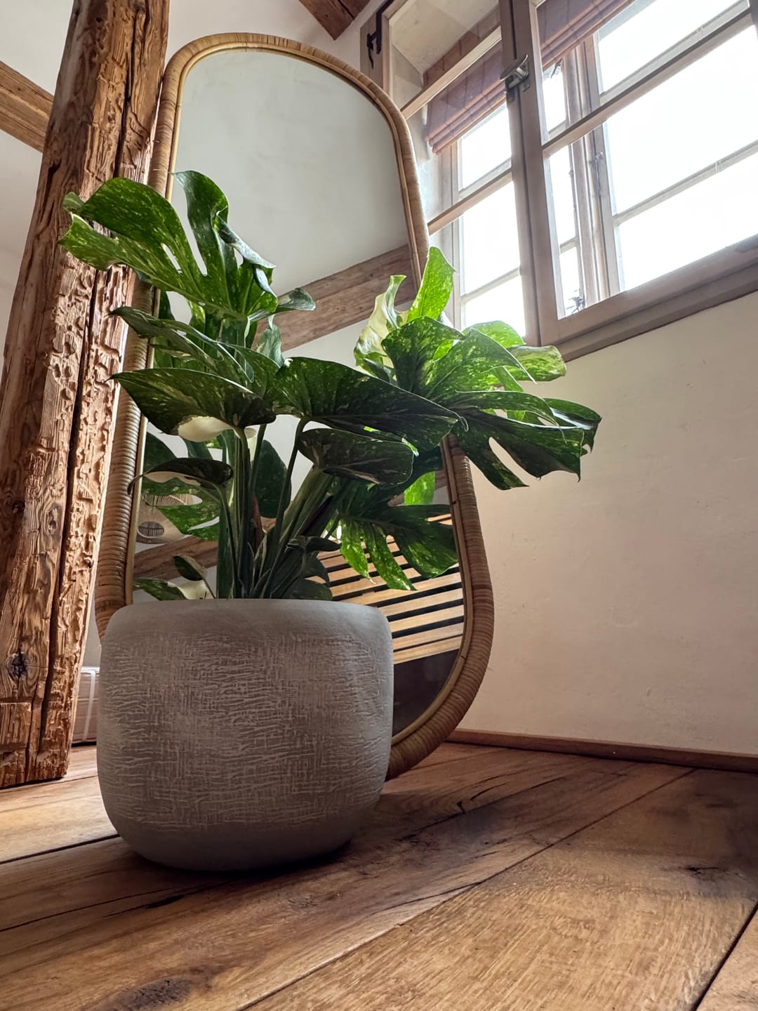 Customer photo review of Monstera Thai Constellation