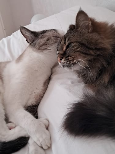 Photo du client montrant deux chats, l'un blanc et gris et l'autre tabby à poil long, se blottissant affectueusement sur un lit.