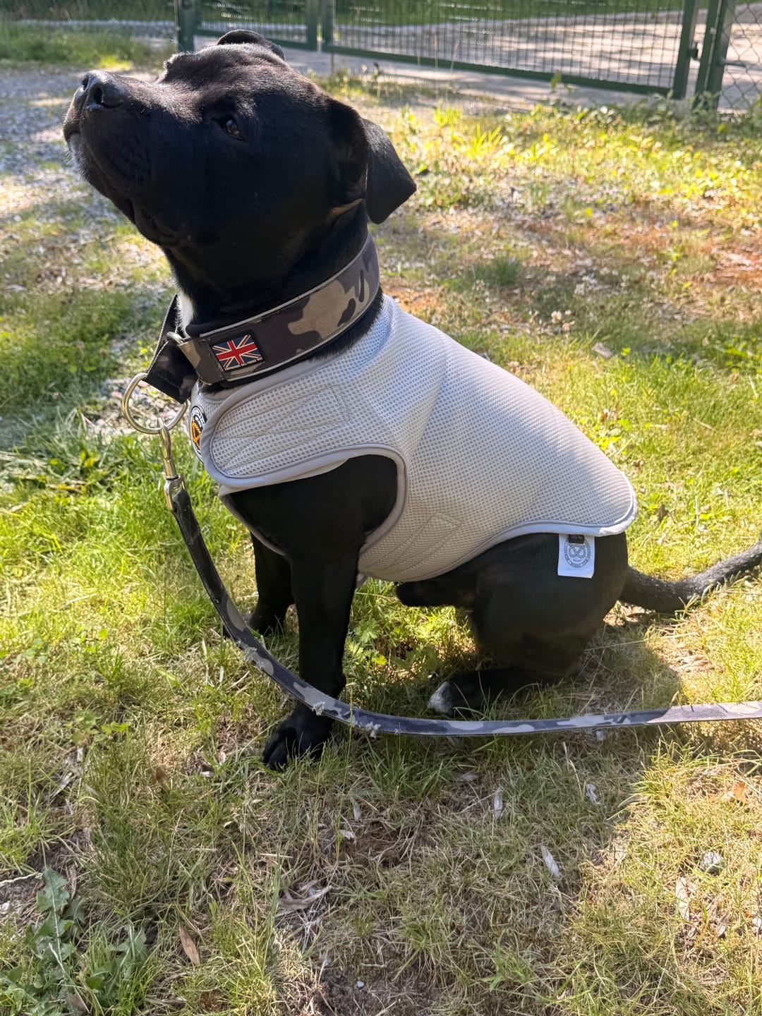 Customer photo review of Staffordshire Bull Terrier 1935® Cooling Vest - Grey