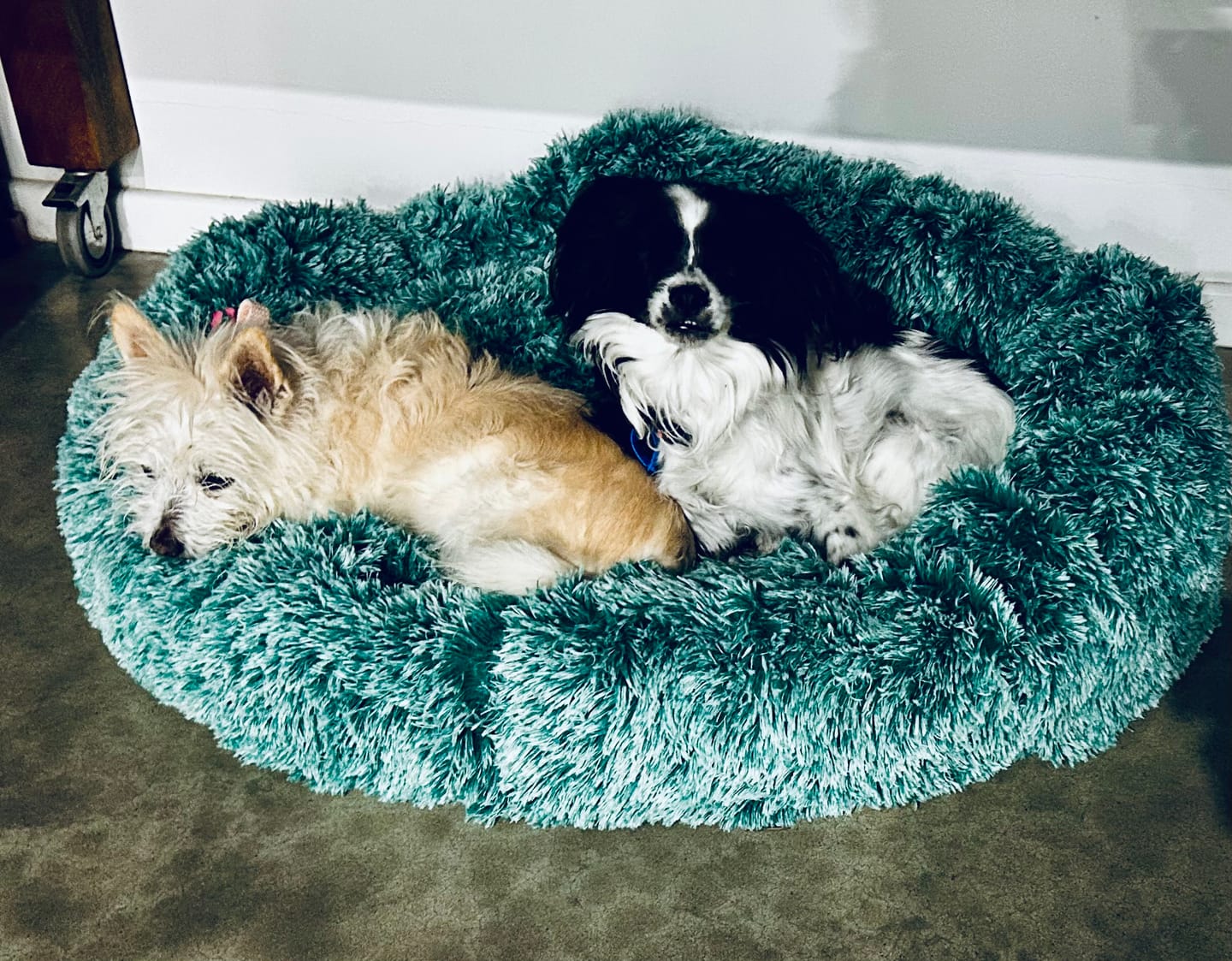 Customer photo review of Cover For PaWz Calming Pet Bed