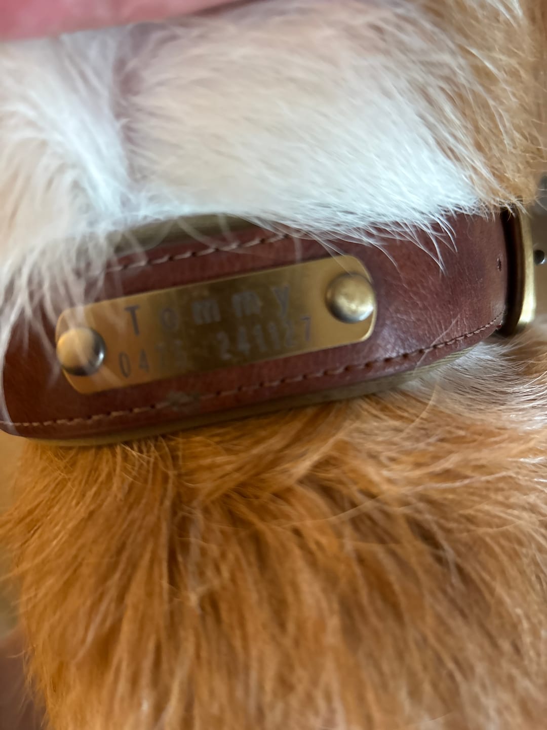 Customer photo review of PawID - Gegraveerde Leren Hondenhalsband