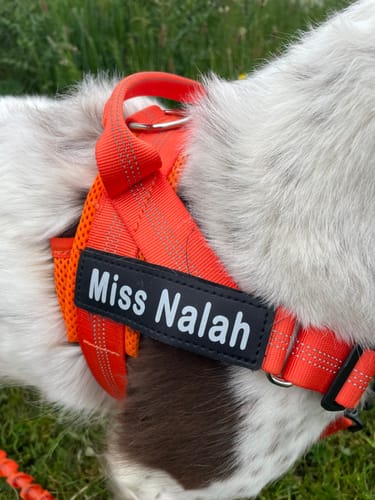 Customer's close-up of the orange ParoPet No Pull Dog Harness with a 'Miss Nalah' name tag on their dog.