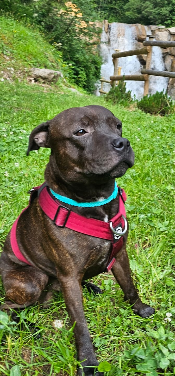 Customer photo review of Anti-Pull TRI-Harness® | Training Dog Harness for All Breeds - Burgundy