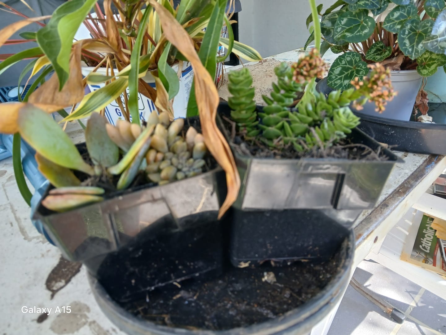 Customer photo review of Crassula Green Pagoda