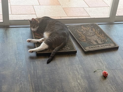 Customer photo review of Toe Beans - Luxury Cat Scratching Board