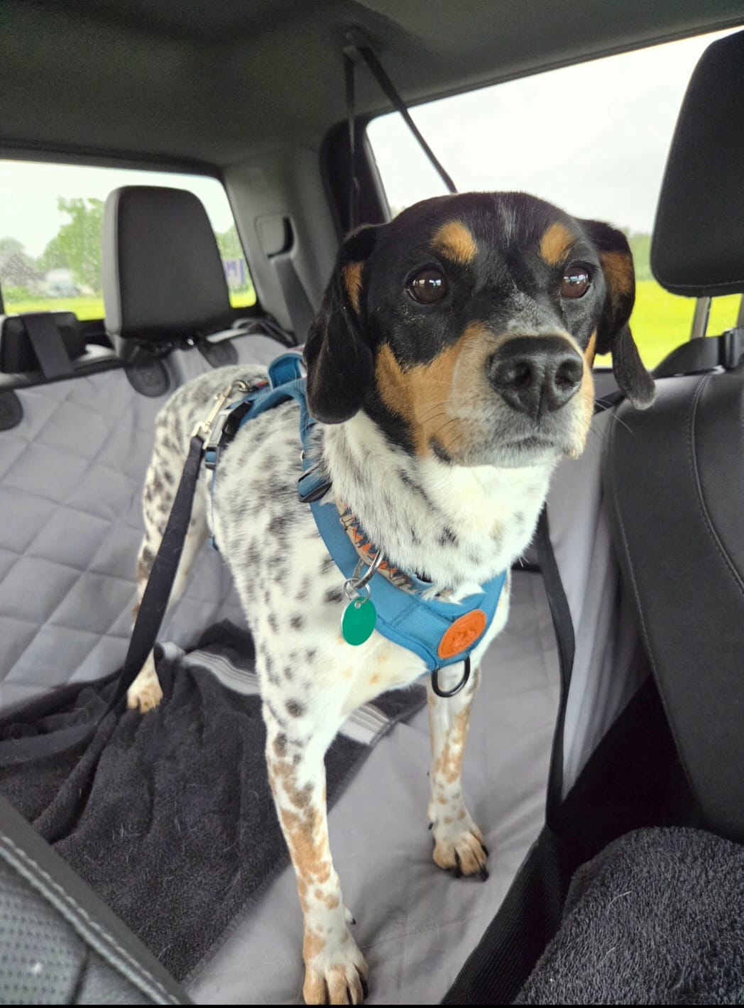Customer photo review of 4Knines Hard Bottom Extender Car Seat Cover for Dogs - XL