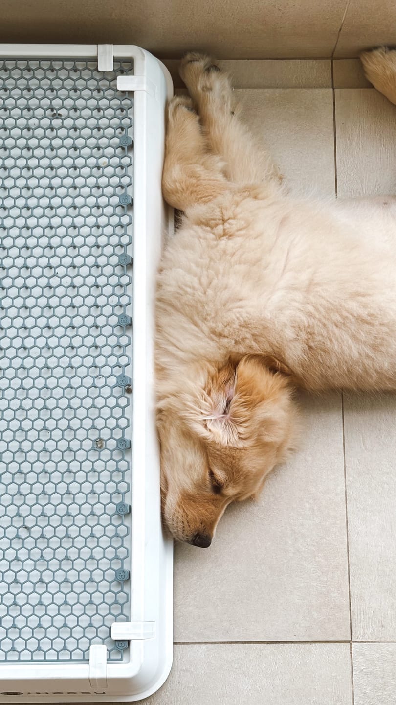Customer photo review of Weasy Cão | Banheiro inteligente para cachorro