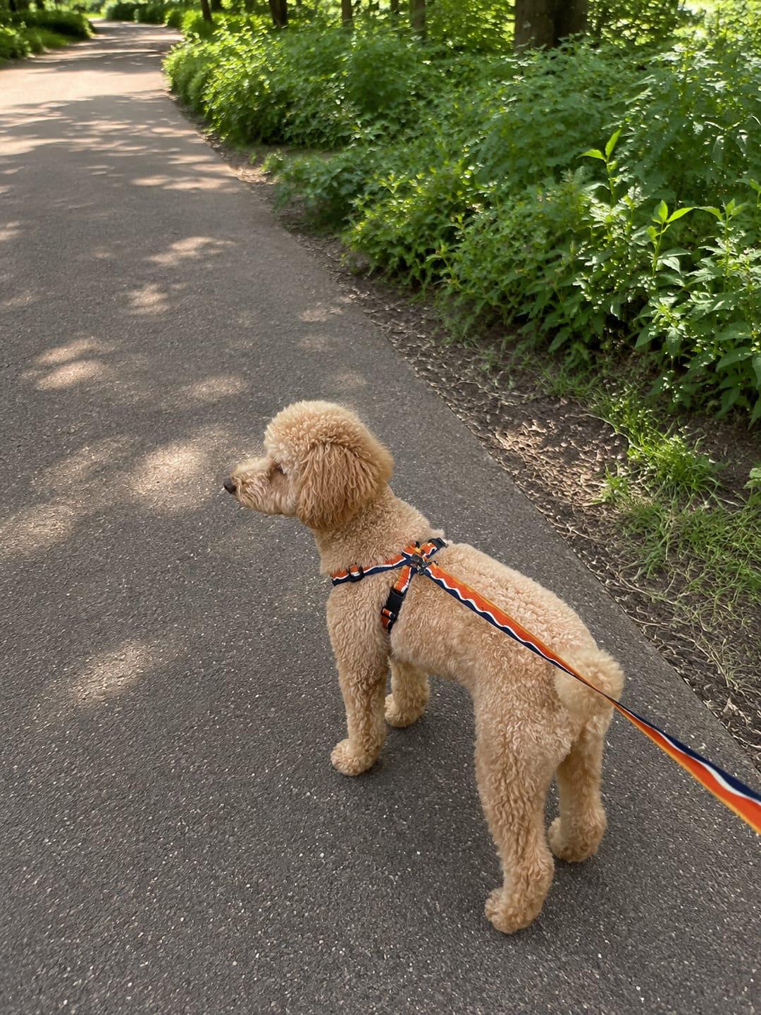 Customer photo review of ColorPop Lightweight X Harness for Dogs – No-Choke Trachea Protection, Single or Leash Set Available