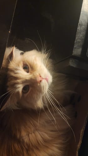 Le chat roux clair à poil long d'un client, couché dans un coin et regardant l'objectif.