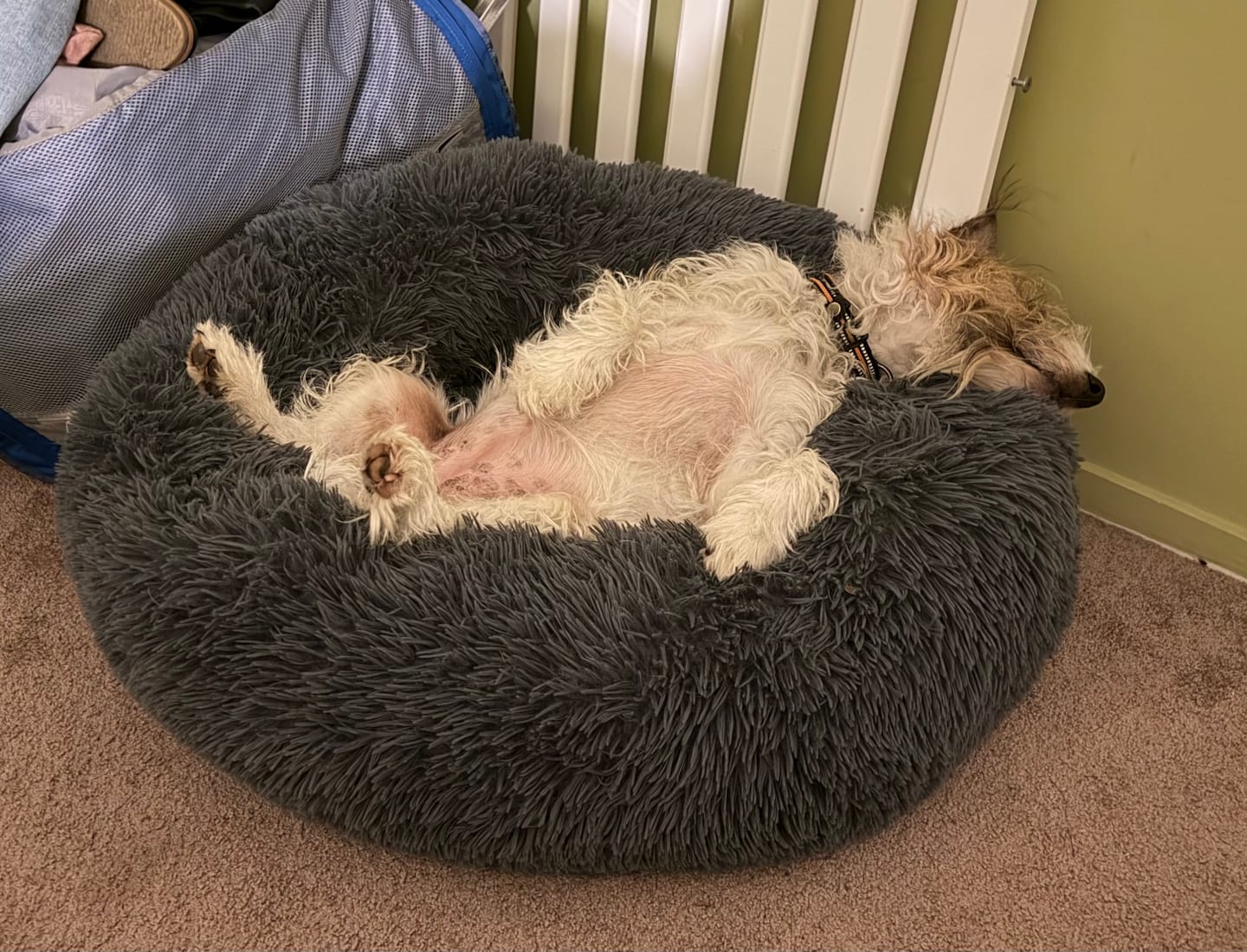 Customer photo review of Brooklyn® Deep Sleep Pet Bed