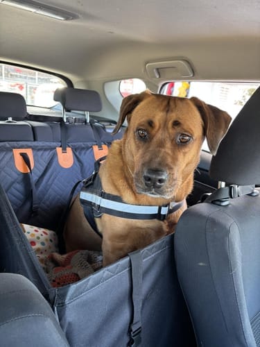 Customer photo review of MrBarks Single Seat Cover