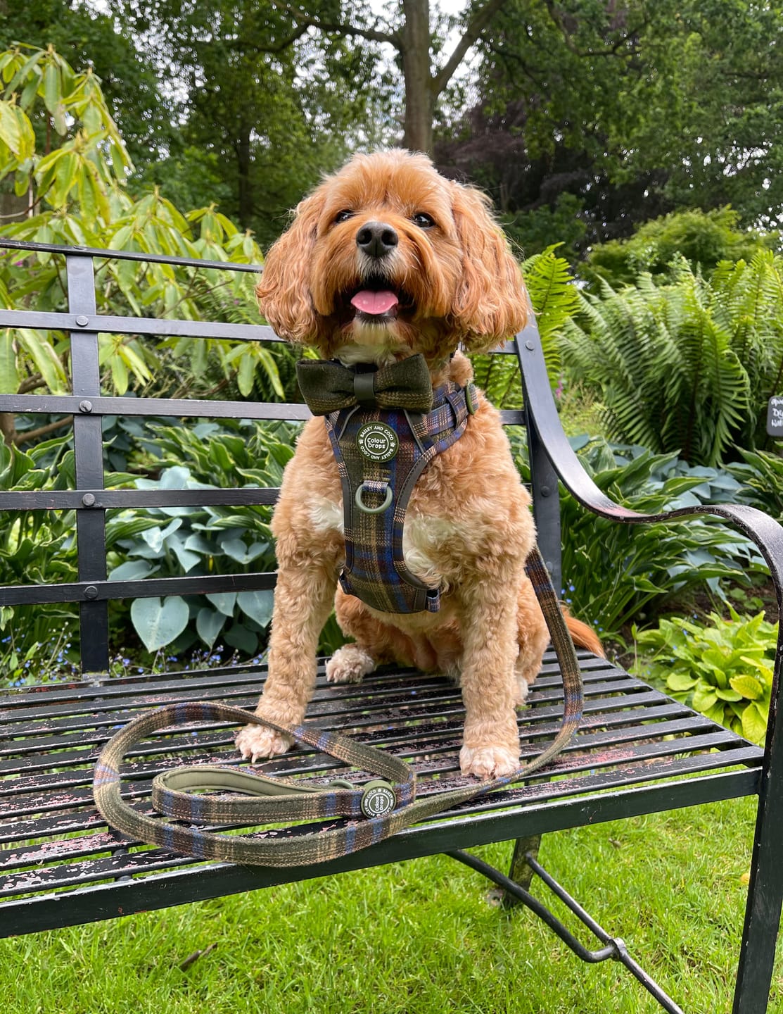 Customer photo review of Trail & Glow Tweed Dog Harness - Colour Drops - Mayfair Tweed