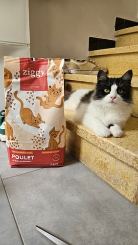 Le chat noir et blanc d'un client est couché sur un escalier à côté du sac de Croquettes Chaton Sans Céréales.