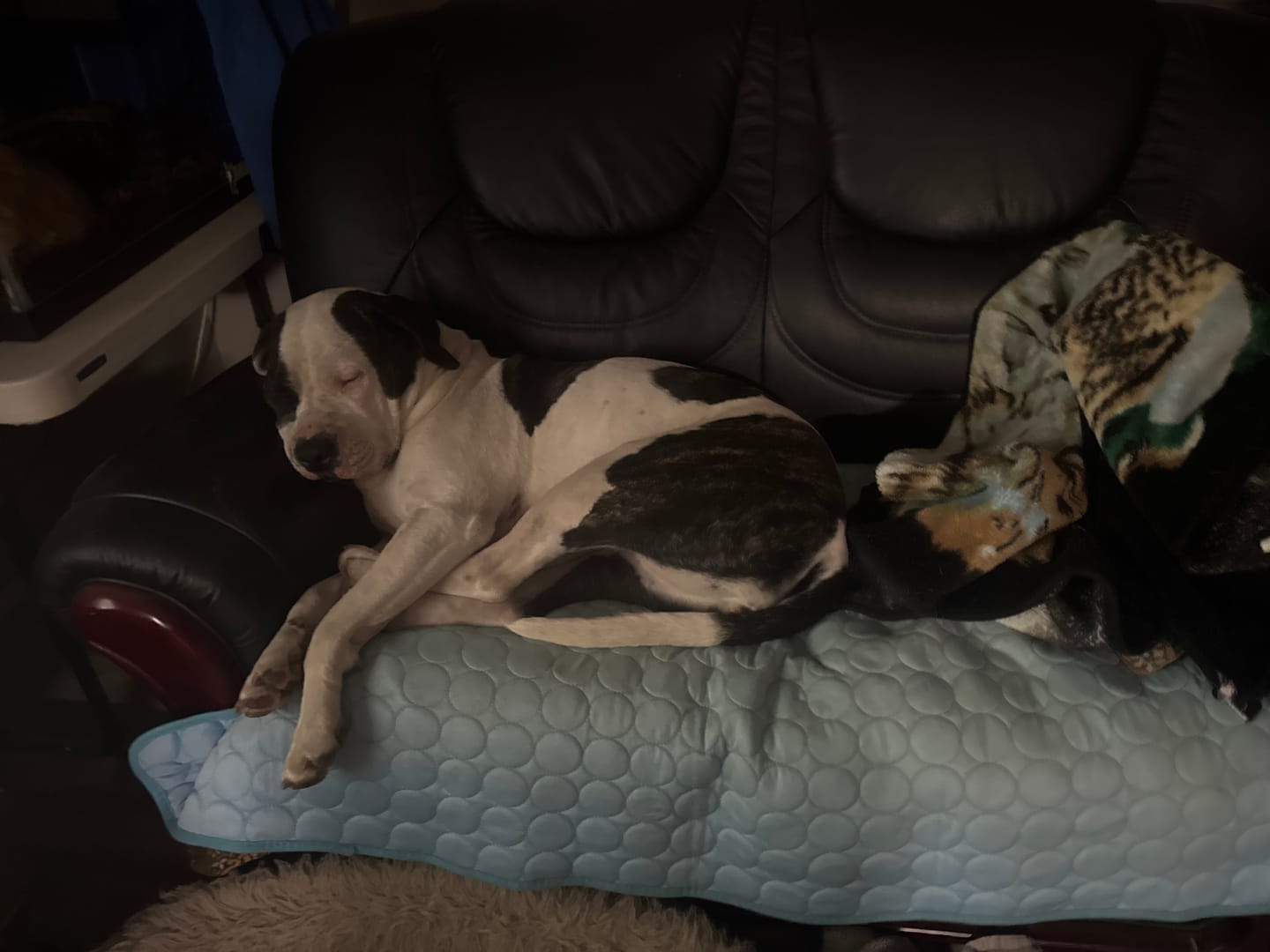 Customer photo review of IcyNap | Ice-Silk Continuous Cooling Dog Cooling Mat