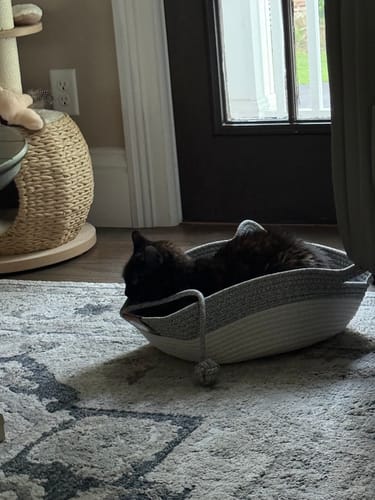 Customer photo review of Instinct Basket | Meet the first research-backed natural territory for indoor cats