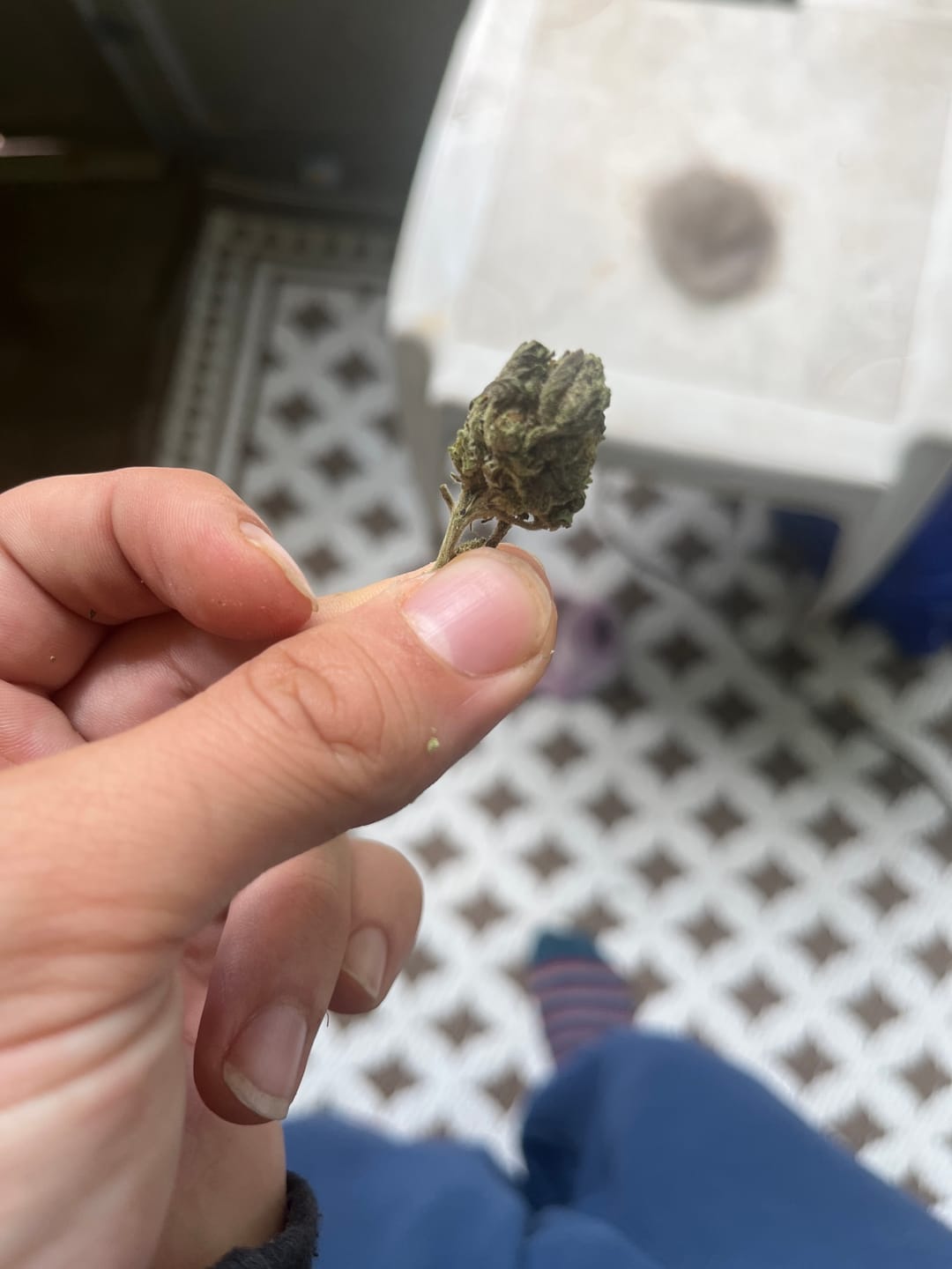 Customer photo review of Oreoz - Indoor - 4 Grams - Hybrid