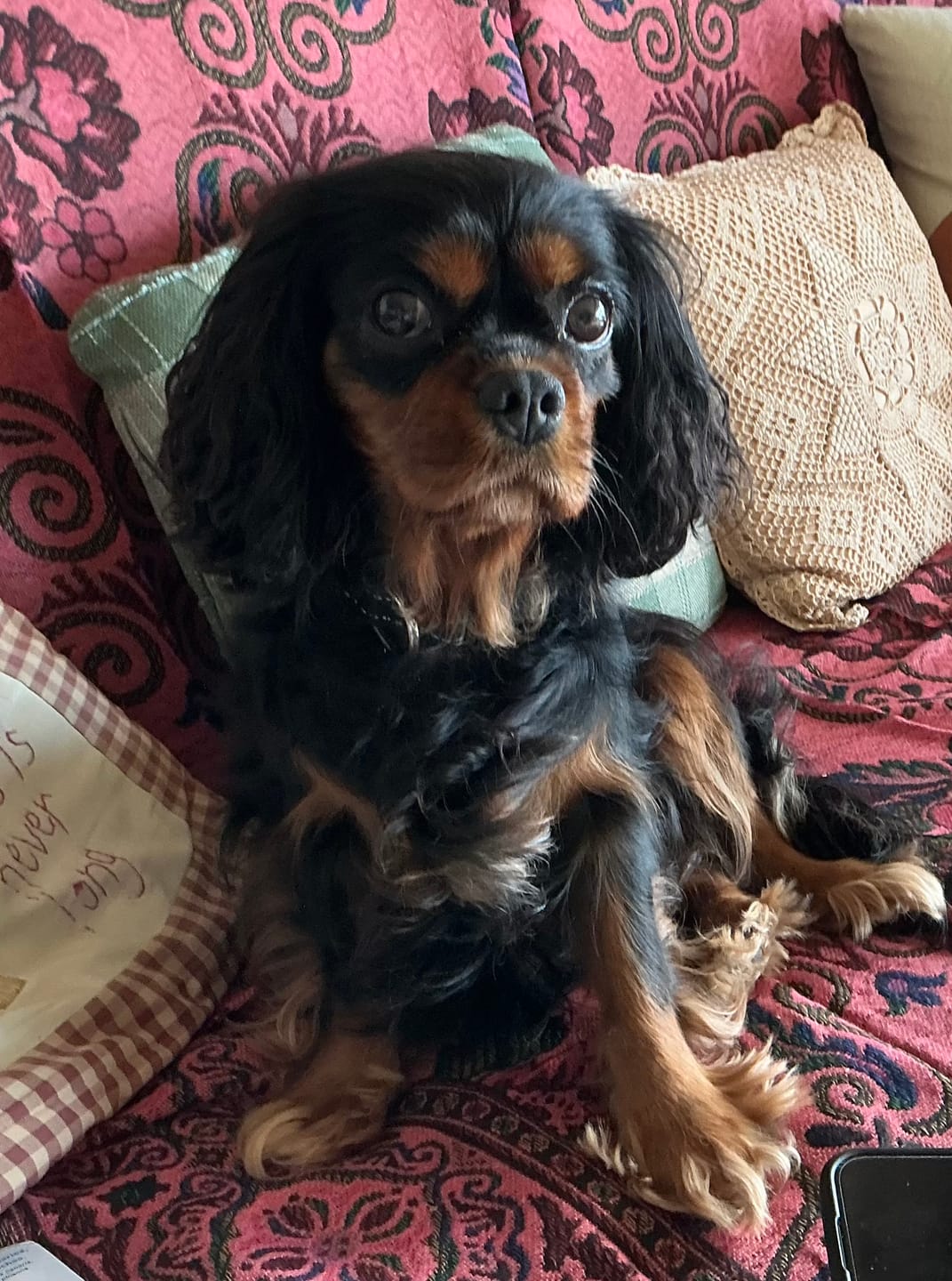 Customer photo review of Bugsy's Air-Dried Kangaroo
