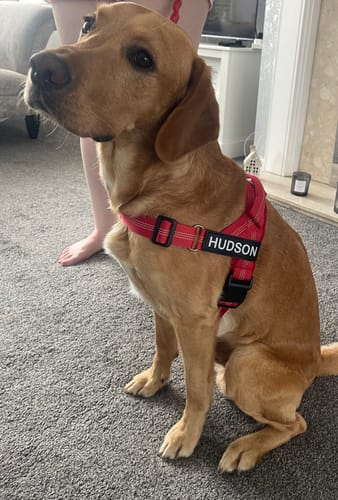 Customer's dog, Hudson, sits on a carpet wearing a red plaid ParoPet No Pull Dog Harness.