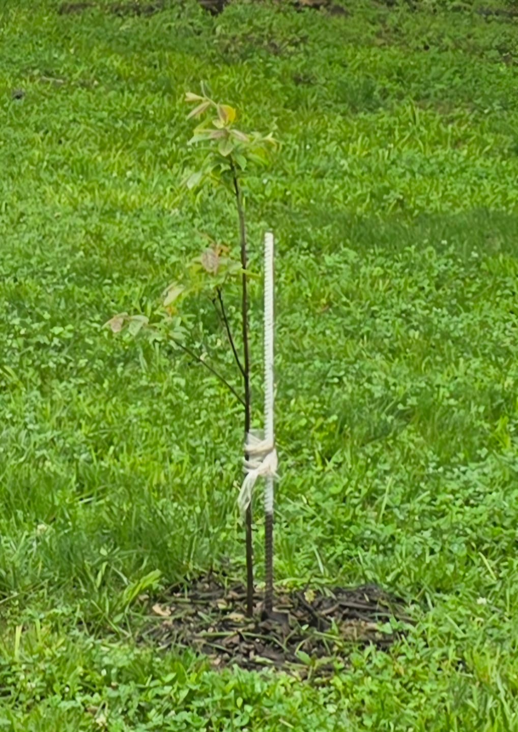 Customer photo review of American Persimmon