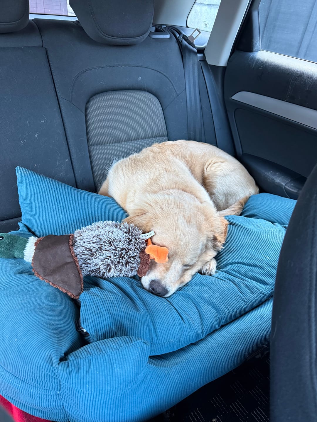 Customer photo review of Dog Car Booster Seat
